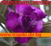 Adenium_Tripple_Royal_Purple.jpg