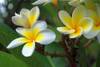 Frangipani_flowers.jpg