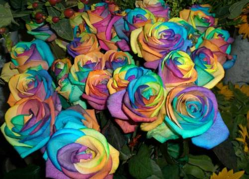 Семена на уникална многоцветна роза - Дъга - Размяна на цветя