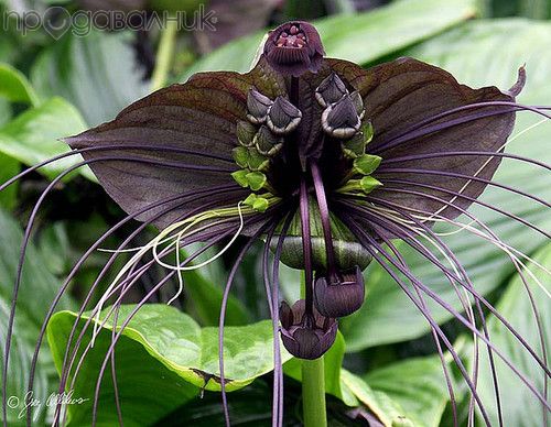 TACCA chantrieri "Bat flower черна лилия, цвете-прилеп " - Размяна на цветя