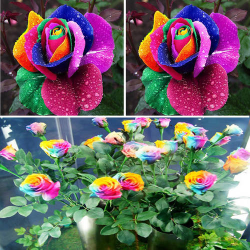 Семена на уникална многоцветна роза - Дъга - Размяна на цветя