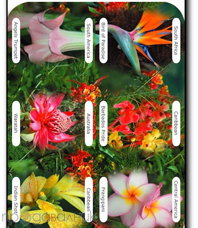 семена на екзотични цветя - Размяна на цветя