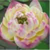 PHILIP-GOLD-NELUMBO-NUCIFERA.jpg