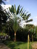 Ravenala_madagascariensis_11.jpg