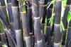 i840892-black-bamboo-stems.jpg