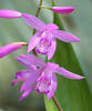 Bletilla_striata1.jpg