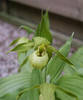 Cypripedium_henryi1.jpg