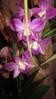 Orhidea_002.JPG