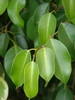 Ficus-benjamina05.jpg
