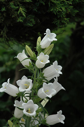 Камбанка двугодишна(кампанула медиум) бяла - Размяна на цветя