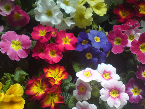 иглика и циклама за 8-ми март - Размяна на цветя