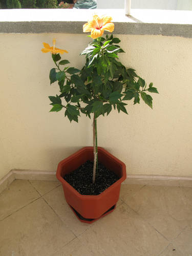 Хибискусово дръвче (китайска роза) в оранжево-прасковено за Варна - Размяна  на цветя