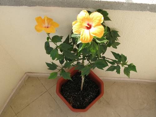 Хибискусово дръвче (китайска роза) в оранжево-прасковено за Варна - Размяна  на цветя