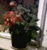 12_Begonia_tuberosa.jpg