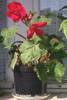 12a_Begonia_tuberosa_better_.jpg