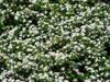 640px-cotoneaster_dammeri_30_1_.jpg