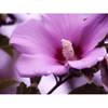 Hibiscus_syriacus14-500x500.jpg