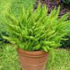 asparagus-densiflorus-c4064.jpg