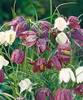 Fritillaria_meleagris-cropped.jpg