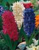 Hyacinthus_Double_mix1.jpg