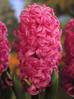 Hyacinthus_Pink_Pearl.jpg