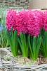 Hyacinthus_Pink_Pearl_-_.jpg