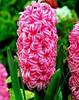 Hyacinthus_Pink_Pearl_2_.jpg