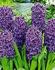 Hyacinthus_Purple_Sensation.jpg