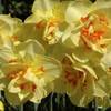 Narcissus-tahiti-58665-2.jpg
