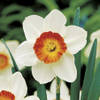 Narcissus_Flower_Record1.jpg
