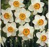 Narcissus_Flower_Record2.jpg