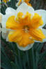 Narcissus_orangery.jpg