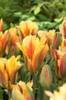 Tulipa_Viridiflora_GOLDEN_ARTIS_-_.jpg