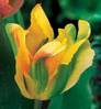 Tulipa_Viridiflora_GOLDEN_ARTIS_-_1.jpg