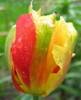 Tulipa_Viridiflora_GOLDEN_ARTIS_-_2.jpg