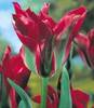 Tulipa_Viridiflora_HOLLYWOOD.jpg