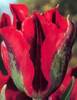 Tulipa_Viridiflora_HOLLYWOOD1.jpg