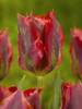 Tulipa_Viridiflora_HOLLYWOOD2.jpg