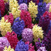 hyacinth-medley.jpg