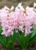 hyacinthus_China_Pink.jpg