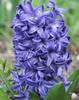 hyacinthus_Delft_Blue.jpg