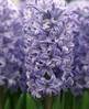 hyacinthus_Skyline.jpg