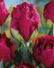 tulip-Abigailjpg.jpg
