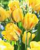 tulip_AKEBONoO.jpg
