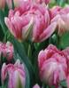 tulipa_double_Peach_Blossom.jpg