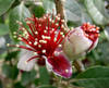 B87571Yo_feijoa_3_1_.jpg