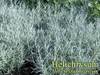 Helichrysum-italicum1.jpg