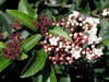 Viburnum_tinus_Spring_Bouquet_-_Flowers_and_Buds_-_Cuyamaca_College_3-01_779.jpg