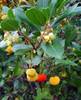 arbutus-unedo-strawberry-tree.jpg