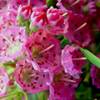 kalmia_angustifolia_rubra_2.jpg